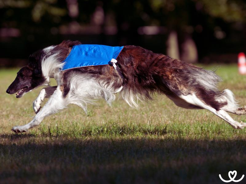 Coursing-zkousky-a-trenink (2)